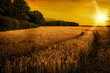 Foto: Wheat Ripening in Late Summer Sun, Shropshire Wheat Ripening in Late Summer Sun, Shropshire