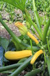 Gelber Zucchini