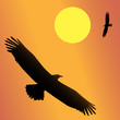 Vector: The national bird of the United States, the Bald Eagle The national bird of the United States, the Bald Eagle