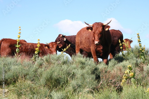 Photo: Cantal Cantal