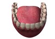 TEETH 3D