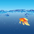 Goldfish