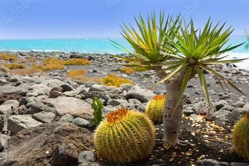 Photo: El Golfo in Lanzarote cactus at Atlantic shore El Golfo in Lanzarote cactus at Atlantic shore