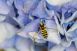 Bee on flower