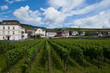 Wine yard