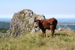 Cantal