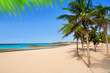 Arrecife Lanzarote Playa Reducto beach palm trees