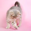 Kitten Scottish Straight