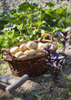 panier de pommes de terre dans jardin potager