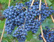 Rotwein - Red Wine