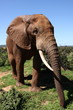 Photo: Elephant bull up close while grazing. Elephant bull up close while grazing.
