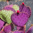 Lanzarote Guatiza cactus garden Opuntia Macrocentra