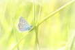 Butterfly on a spring meadow in the sunshine