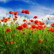 poppies on green field