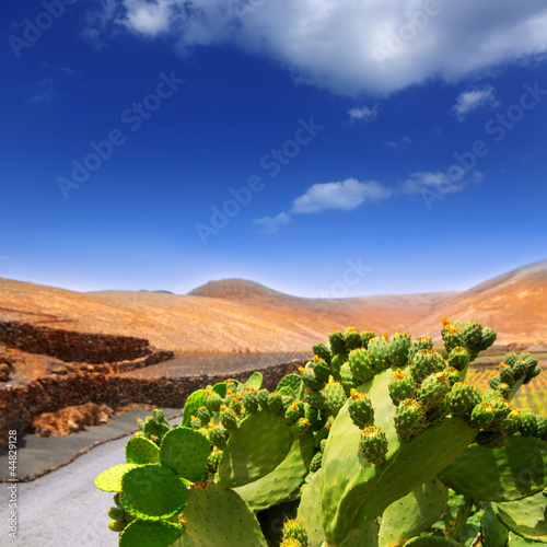 Photo: Cactus Nopal in Lanzarote Orzola with mountains Cactus Nopal in Lanzarote Orzola with mountains