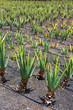 Aloe Vera fields in Lanzarote Orzola at Canaries