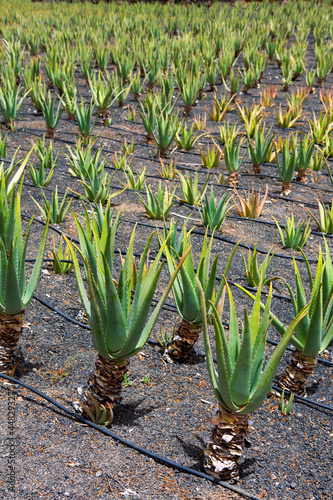 Photo: Aloe Vera fields in Lanzarote Orzola at Canaries Aloe Vera fields in Lanzarote Orzola at Canaries