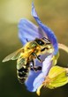 honeybee pollinated of blue flower
