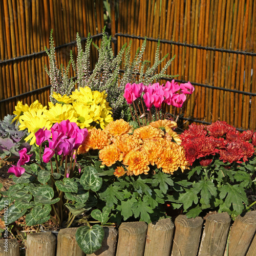 Photo: fleurs d'automne fleurs d'automne