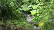 Stream