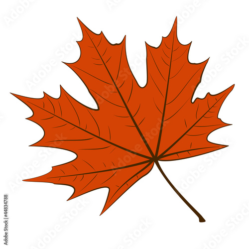 Illustration: Red Maple Leaf Red Maple Leaf
