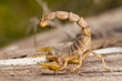 buthus scorpion