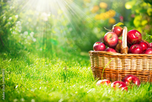 Photo: Organic Apples in the Basket. Orchard. Garden Organic Apples in the Basket. Orchard. Garden