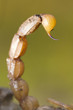 buthus scorpion sting tail
