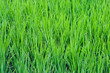 Rice Paddy