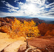 Autumn in Bryce