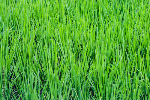 Photo: Rice Paddy Rice Paddy