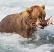 Bear on Alaska