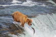 Bear on Alaska