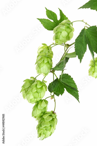 Photo: Hopfen, branch with hop Hopfen, branch with hop