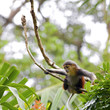 Red-shanked Douc
