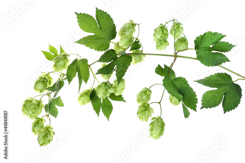 Photo: Branch with hop, Hopfen isoliert Branch with hop, Hopfen isoliert