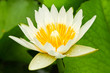 white lotus in pond