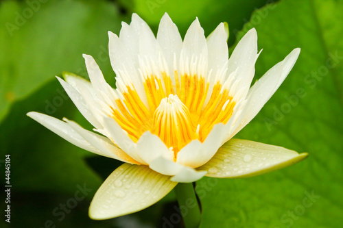Photo: white lotus in pond white lotus in pond