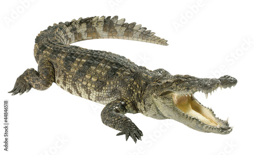 Photo: Crocodile isolated on white background Crocodile isolated on white background