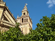 Foto: Citrus tree and ornate cathedral, Seville, Spain Citrus tree and ornate cathedral, Seville, Spain