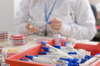 Technician swabbing petri dish in laboratory