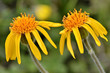 Foto: Closeup two mountain arnica flowers (Arnica montana) Closeup two mountain arnica flowers (Arnica montana)