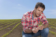 Farmer examining corn seedling in field