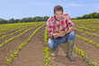 Farmer examining corn seedling in field
