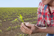 Close up of farmer holding corn seedling in field