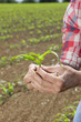 Close up of farmer holding corn seedling in field