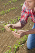 Farmer examining corn seedling in field