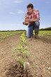 Farmer examining corn seedling in field