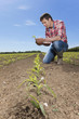 Farmer examining corn seedling in field