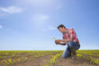 Farmer examining corn seedling in field